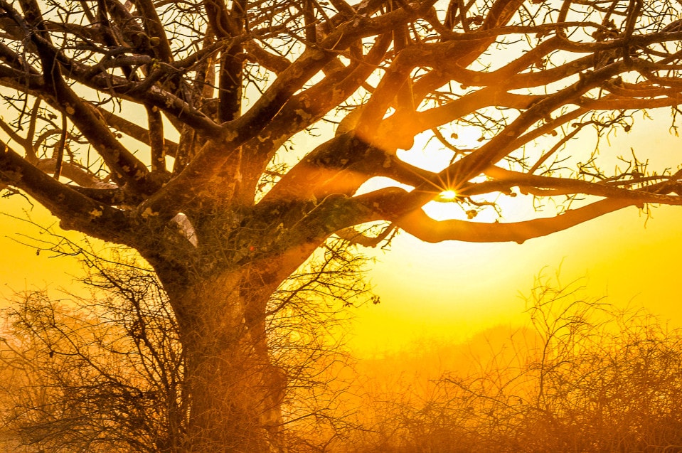 El Baobab, el árbol de la vida.