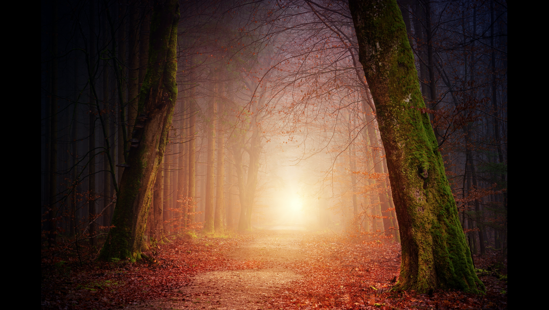 1 El secreto de los arboles