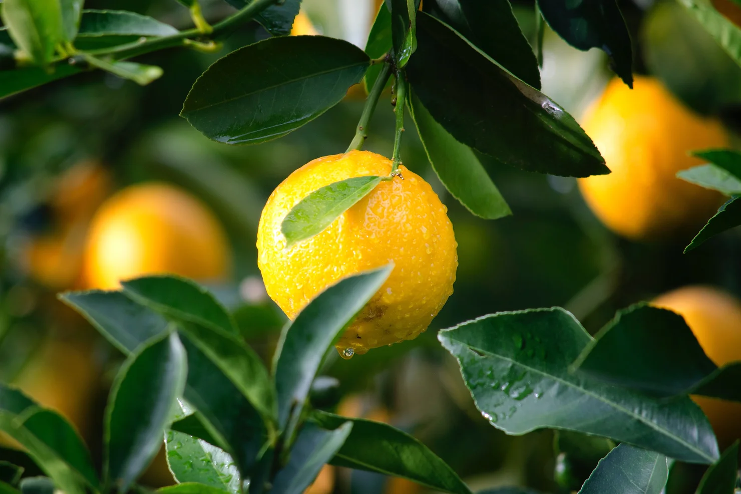 ¿Lemon Tree Mood?